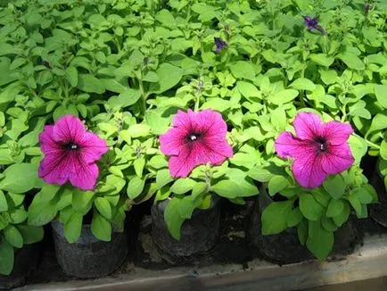Ce a planta Petunia Ce a planta Petunia