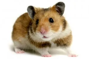 De la hamsteri ce pot fi zgâriate