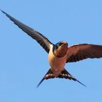 De ce înghiți când în casă De ce înghiți când în casă