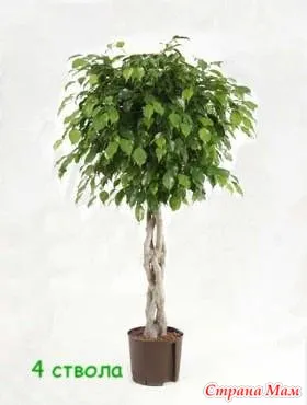 Cum de a țese de plante
