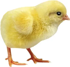 Ghicitori despre pui