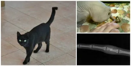 O pisica nu are nici o coadă