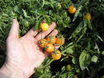 Grad de tomate galben Grad de tomate galben