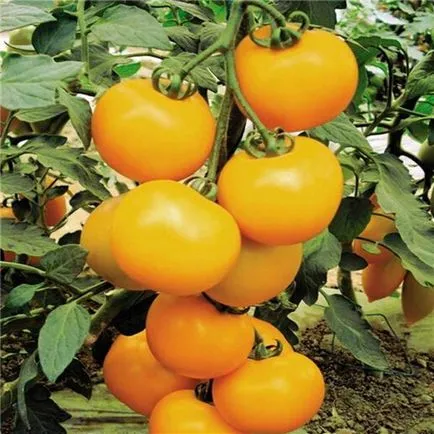 Grad de tomate galben