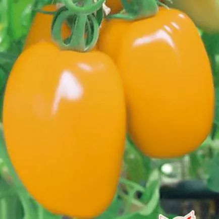Grad de tomate galben