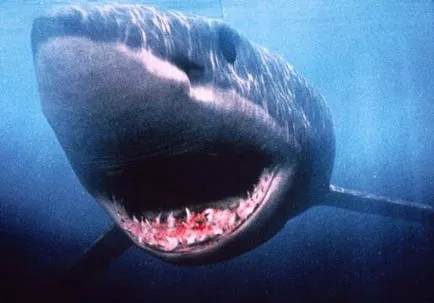 10 scariest rechin
