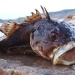 29 lucruri interesante despre pești