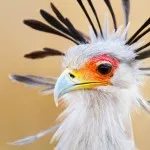 29 lucruri interesante despre pești
