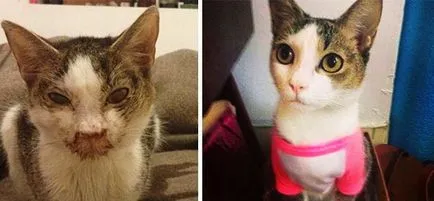 2 pisici Răscumpărate și istoria lor, înainte și după