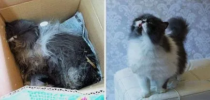 2 pisici Răscumpărate și istoria lor, înainte și după