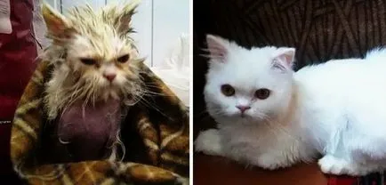 2 pisici Răscumpărate și istoria lor, înainte și după