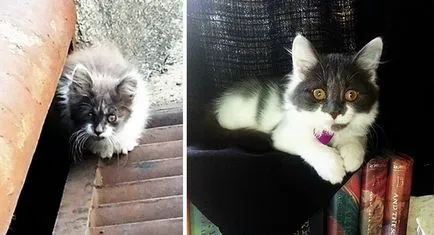 2 pisici Răscumpărate și istoria lor, înainte și după
