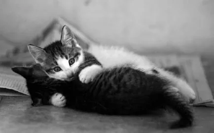 20 fotografii Naimileyshih, care arată la pisici dragoste (pisici) 20 imagini Naimileyshih, care a descris iubitorii de pisici