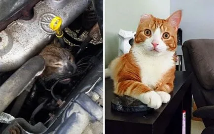 2 pisici Răscumpărate și istoria lor, înainte și după