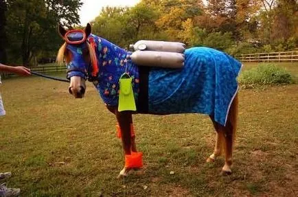 26 costume neobișnuite pentru cai, creu