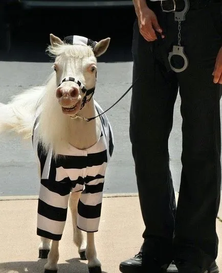 26 costume neobișnuite pentru cai, creu