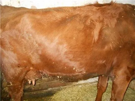 4 Metoda ca vacile determină sarcina