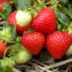 plantare Anemone și înmulțire îngrijirea și producerea semințelor (cultivare) plantare Anemone și înmulțire îngrijirea și producerea semințelor