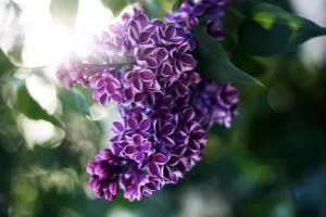 Utilaje agricole de primăvară de plantare de îngrijire liliac în câmp deschis