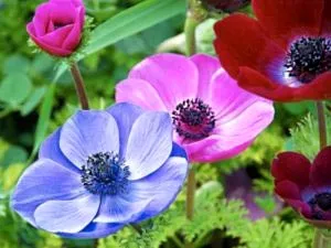 plantare Anemone și înmulțire îngrijirea și producția de semințe (plantare) plantare Anemone și înmulțire îngrijirea și producerea semințelor