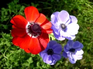 plantare Anemone și înmulțire îngrijirea și producerea de semințe (reproducere) plantare Anemone și înmulțire îngrijirea și producerea semințelor