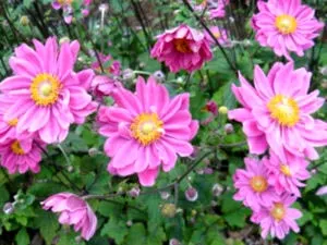 plantare Anemone și înmulțire îngrijirea și producerea de semințe (îngrijire) plantare Anemone și înmulțire îngrijirea și producerea semințelor