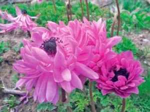 plantare Anemone și înmulțire îngrijirea și producția de semințe (plantare) plantare Anemone și înmulțire îngrijirea și producerea semințelor