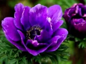 plantare Anemone și înmulțire îngrijirea și producerea de semințe (Anemone) plantare Anemone și înmulțire îngrijirea și producerea semințelor