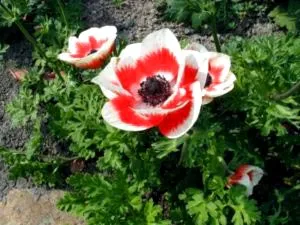 plantare Anemone și înmulțire îngrijirea și producerea semințelor (cultivare) plantare Anemone și înmulțire îngrijirea și producerea semințelor