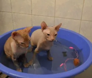 Alergiile Sphynx cauze, simptome, tratament, consiliere