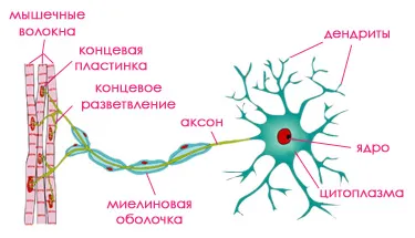 Anatomia și fiziologia sistemului nervos al pisicilor