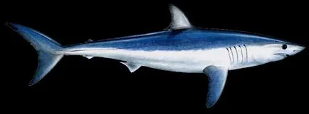 Isurus sau descriere rechin gri-albastru