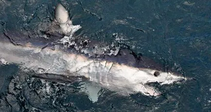 Isurus sau descriere rechin gri-albastru