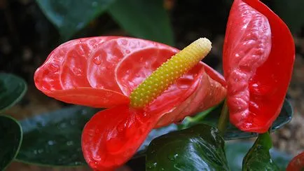 frunze Anthurium rândul său, galben - ce să facă (sfaturi și trucuri)