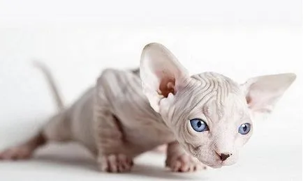 Alergii Sphynx este dacă, după cum lupta