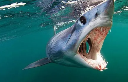 Isurus sau descriere rechin gri-albastru