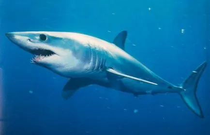 Isurus sau descriere rechin gri-albastru