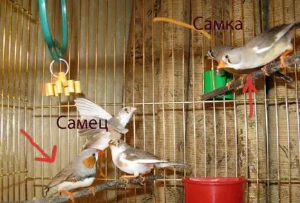 Cinteze, îngrijire Finch, cumpărare Finch (cinteze papagal) Cinteze, îngrijire Finch, Finch cumpărare