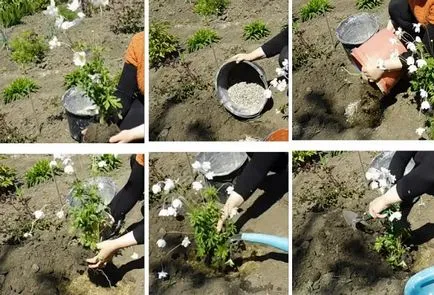 plantare anemone și de îngrijire, în funcție de soi
