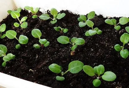plantare anemone și de îngrijire, în funcție de soi