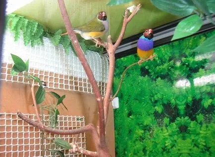 Cinteze, îngrijire Finch, Finch cumpărare (Finch de sex masculin) Cinteze, îngrijire Finch, Finch cumpărare