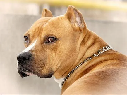 American Staffordshire Terrier, protecția familiei