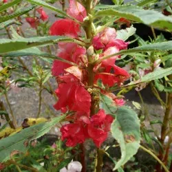 Impatiens plantare de grădină și de îngrijire, fotografii soiuri, cultivare și reproducere în câmp deschis, în rolul