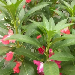 Impatiens plantare de grădină și de îngrijire, fotografii soiuri, cultivare și reproducere în câmp deschis, în rolul