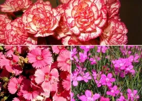 cultivarea de flori Aster și îngrijire