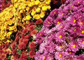 cultivarea de flori Aster și îngrijire