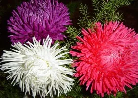 cultivarea de flori Aster și îngrijire