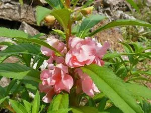 Impatiens soiuri de grădină, cu fotografii, cultivarea acasă-semințe, de plantare și îngrijire în aer liber (grădină) Impatiens soiuri de grădină, cu fotografii, în creștere de la semințe de la domiciliu, de plantare și îngrijire în aer liber