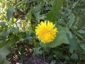 Aplicație - care este de a lipi de frumusete afară