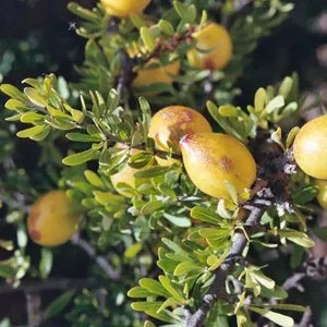 Argan - l